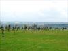  Rows of trees planted on private property in Ireland honoring each of the Firefighters lost on 9/11...Individual names hang from each tree.