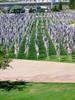  Healing Field in Tempe Arizona.  9-11-06