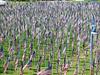  Healing Field in Tempe Arizona.  9-11-06