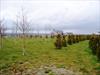  Here is a pic of rows of trees planted on private property in Ireland to honor each of the firefighters lost on 9/11. 